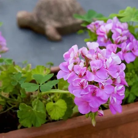 Bed & Breakfast Al Guado Di Assisi *